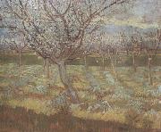 Apricot Trees in Blossom (nn04), Vincent Van Gogh